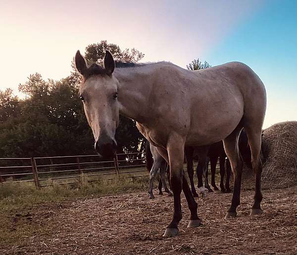 potentail-quarter-horse