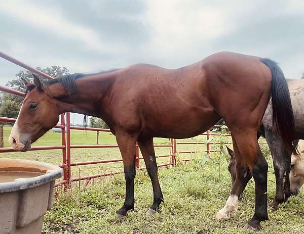 aqha-quarter-horse