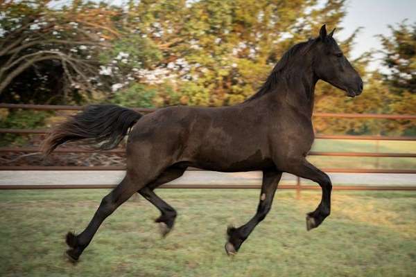 sjoerd-friesian-horse