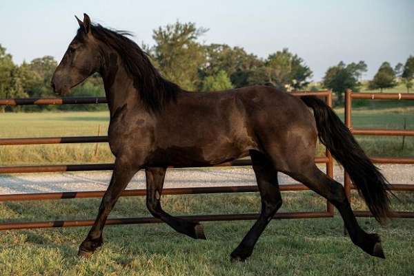 sjoerd-horse