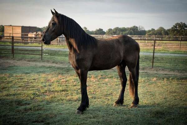 sjoerd-gelding