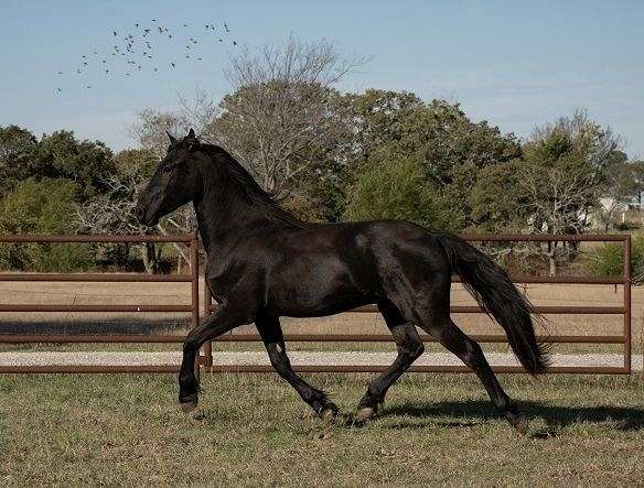 sjoerd-friesian-horse