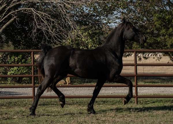 sjoerd-gelding