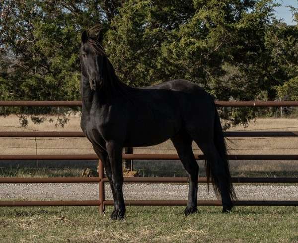 willing-to-work-friesian-horse