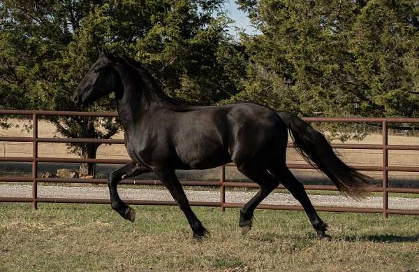 black-none-horse