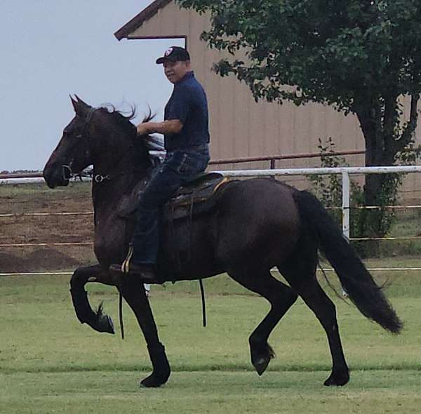 sjoerd-friesian-horse