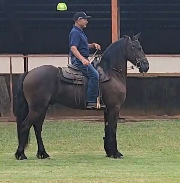 sjoerd-horse
