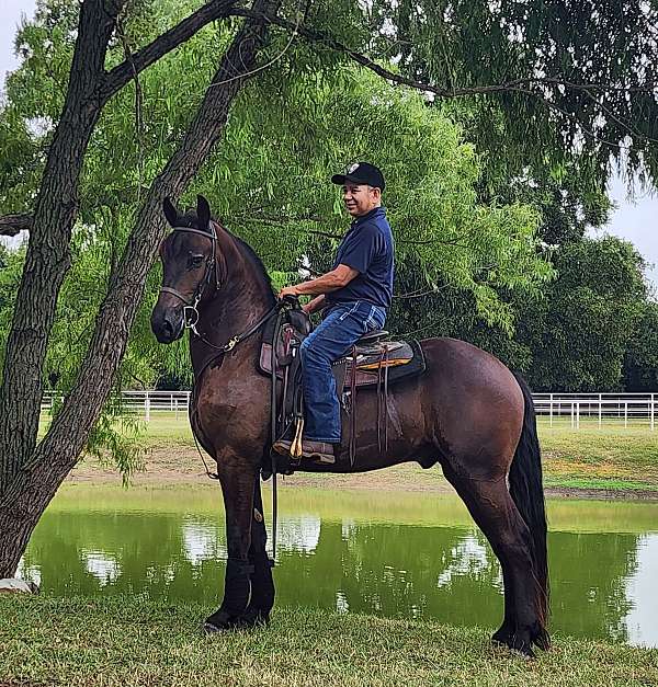 sjoerd-gelding