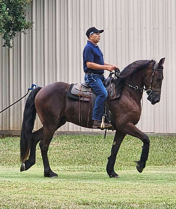 willing-to-work-friesian-horse