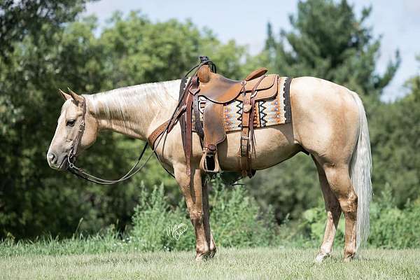 athletic-quarter-horse