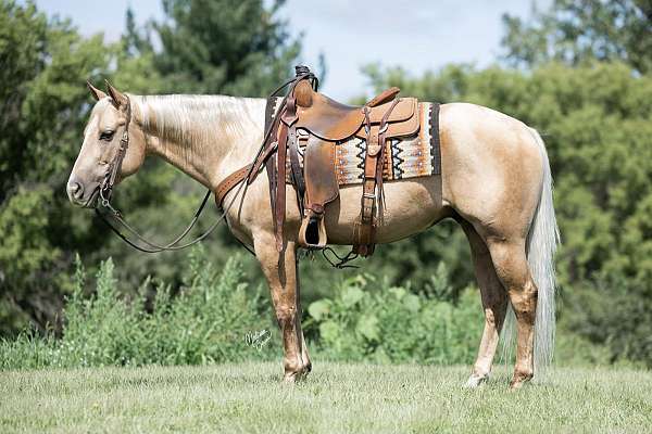 beginner-quarter-horse