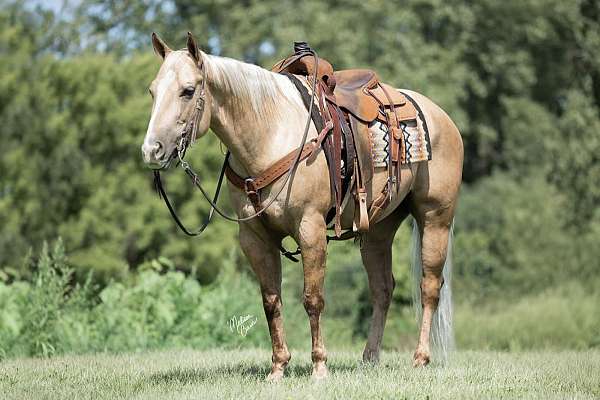 husband-safe-quarter-horse