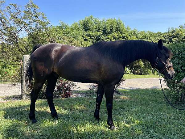 black-all-around-pony