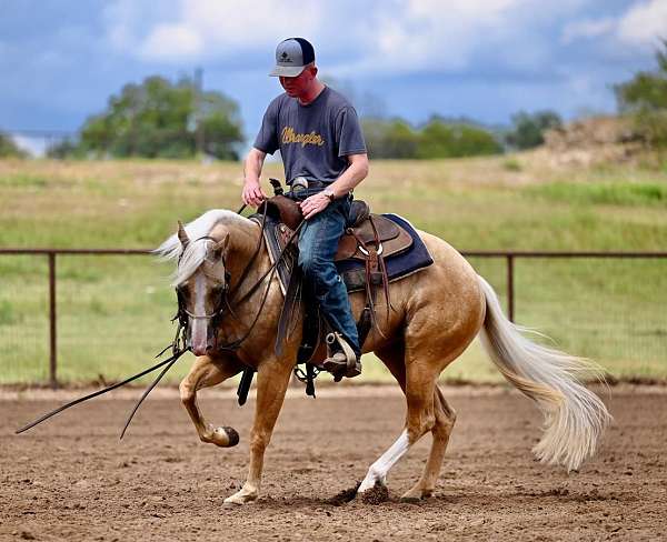 flashy-quarter-horse