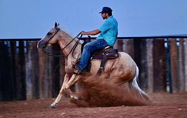 husband-safe-quarter-horse