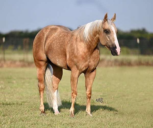 ranch-versatility-quarter-horse