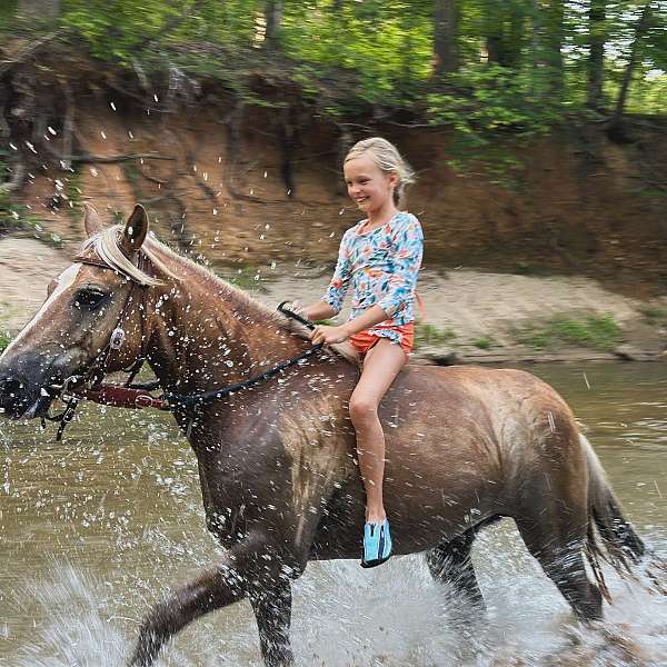 fox-hunting-haflinger-pony