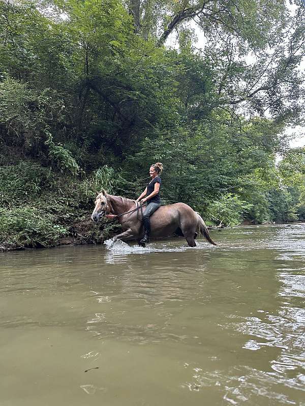 husband-pony-haflinger