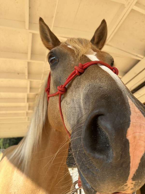 haflinger-pony