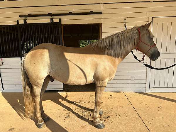 pony-club-haflinger