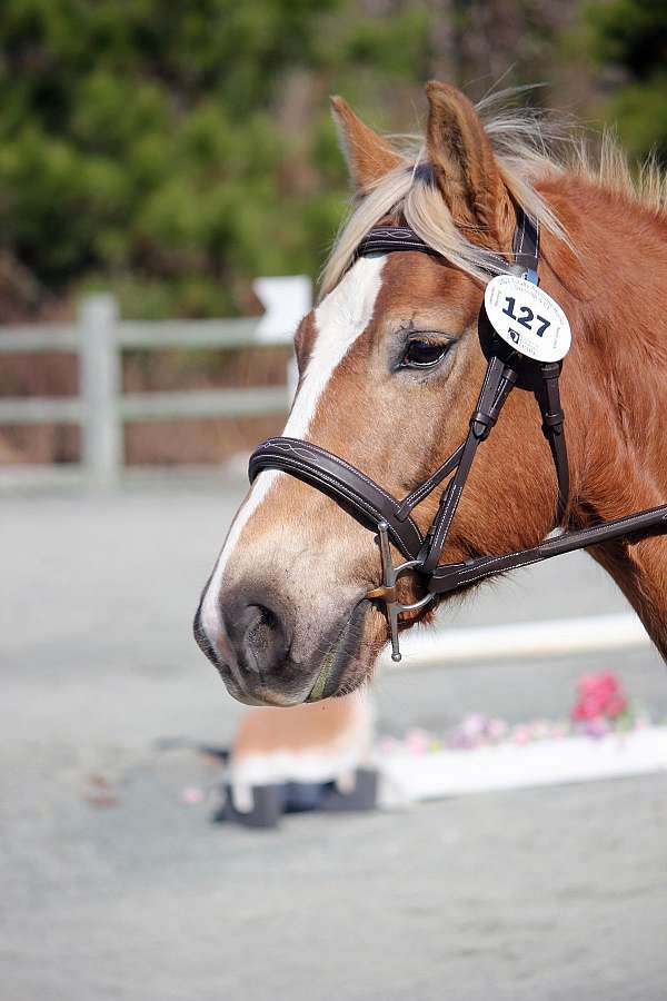 kid-safe-haflinger-pony