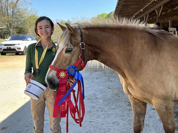 beginner-haflinger-pony