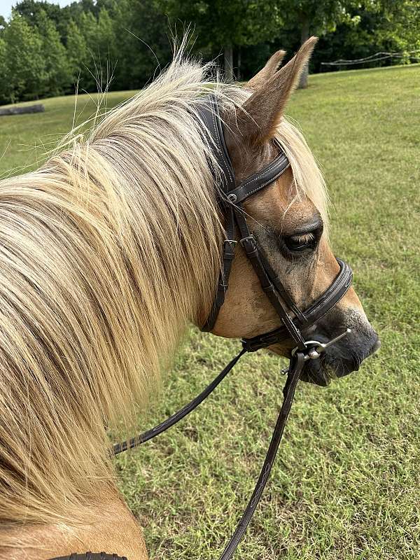 all-around-haflinger-pony