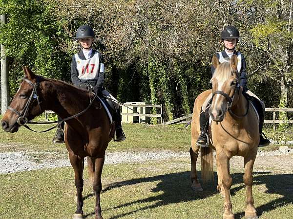 dressage-haflinger-pony