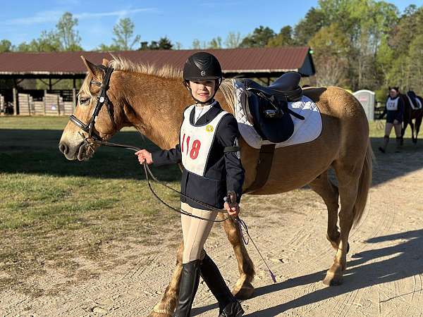 driving-haflinger-pony