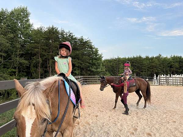 english-pleasure-haflinger-pony