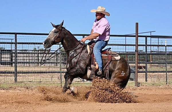 athletic-quarter-horse