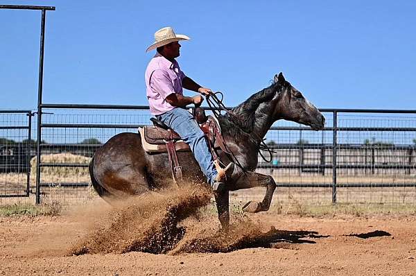 cutting-quarter-horse