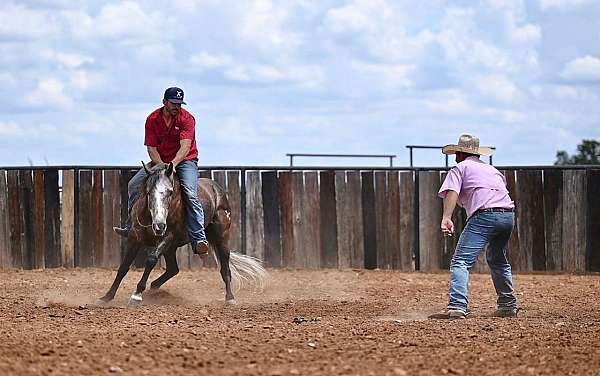 flashy-quarter-horse