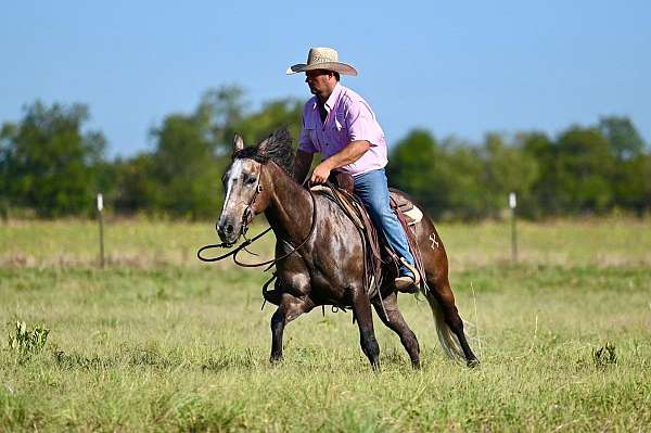 husband-safe-quarter-horse