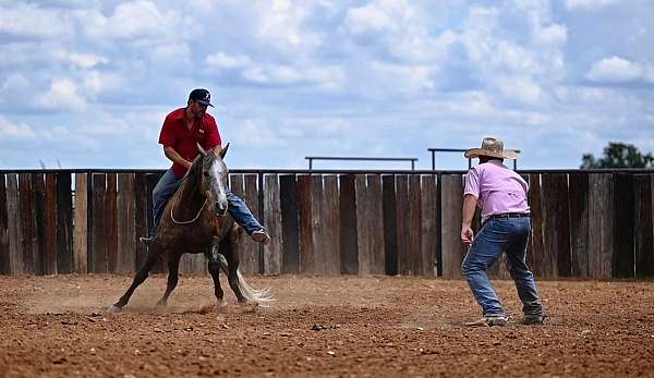 ranch-versatility-quarter-horse