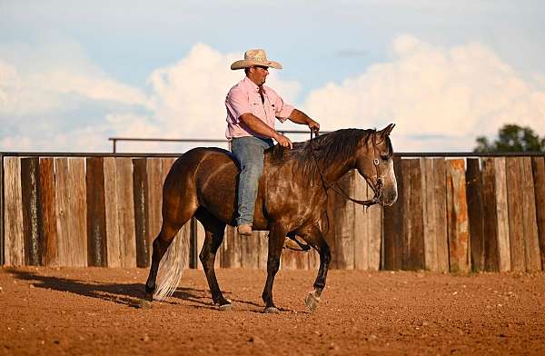 ranch-work-quarter-horse