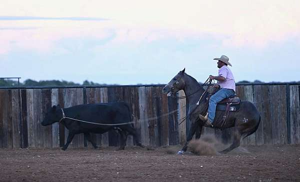 roping-quarter-horse