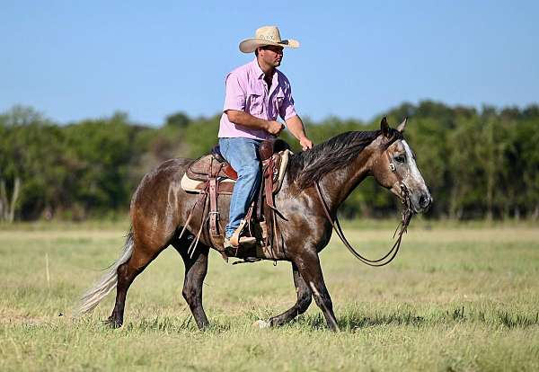 team-penning-quarter-horse