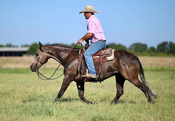 trail-quarter-horse