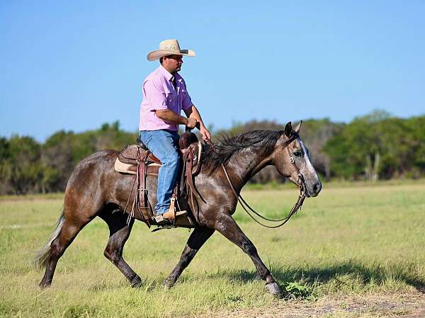 trail-riding-quarter-horse