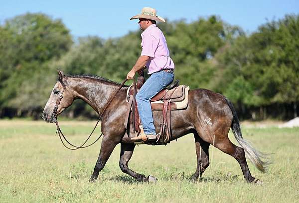 western-riding-quarter-horse