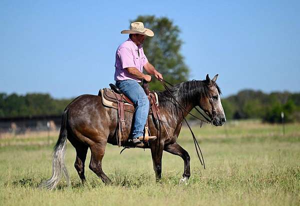 working-cattle-quarter-horse