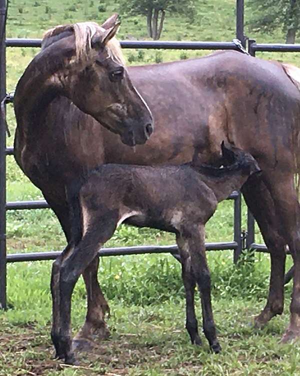 rocky-mountain-horse-for-sale