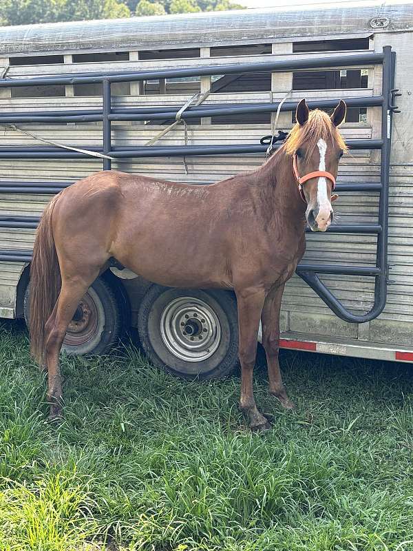 rocky-mountain-gelding