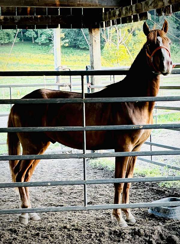 rmha-rocky-mountain-gelding-mare