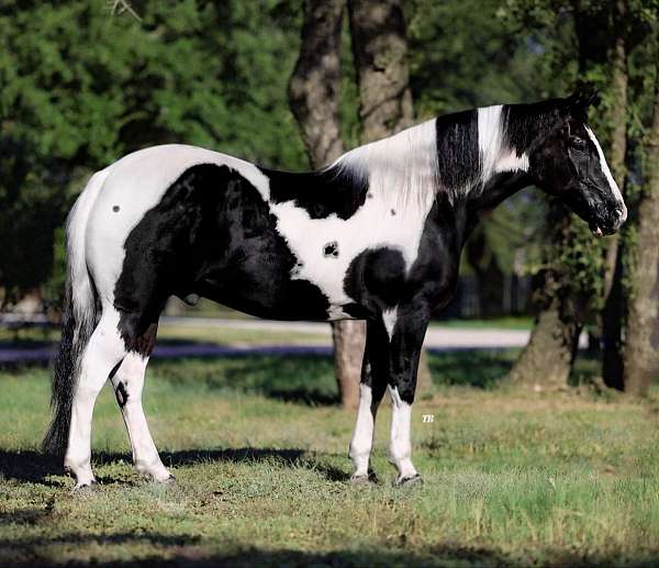 tobiano-paint-gelding