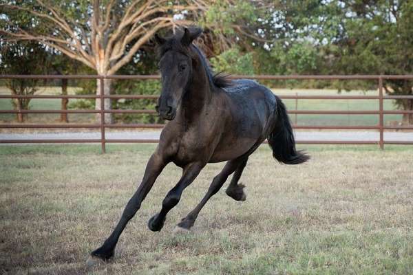 black-none-horse