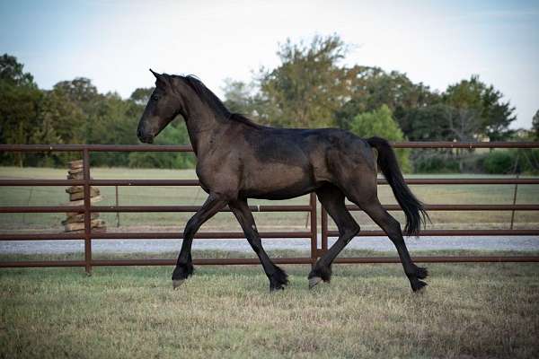 all-around-friesian-horse