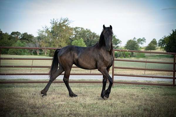 athletic-friesian-horse