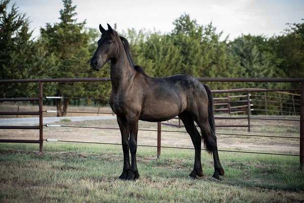 breeding-friesian-horse